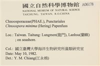 小毛孢藻, 小鹿角苔藏品圖，第2張