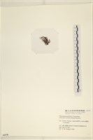 小毛孢藻, 小鹿角苔藏品圖，第3張