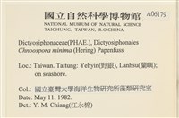 小毛孢藻, 小鹿角苔藏品圖，第2張