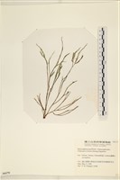小毛孢藻, 小鹿角苔藏品圖，第1張