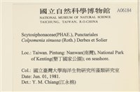 袋苔, 囊藻藏品圖，第2張