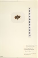 袋苔, 囊藻藏品圖，第3張
