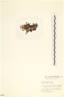 登錄號:A00006185藏品圖，第3張