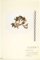 登錄號:A00006186藏品圖，第3張