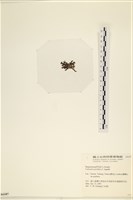 登錄號:A00006187藏品圖，第3張