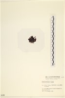 登錄號:A00006188藏品圖，第3張