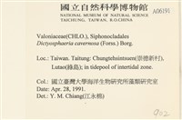 網球藻藏品圖，第2張