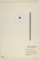 網球藻藏品圖，第3張