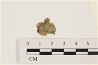 網球藻藏品圖，第1張