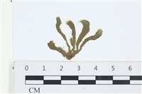 登錄號:A00006199藏品圖，第1張