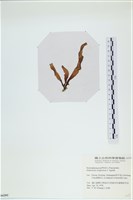 登錄號:A00006201藏品圖，第3張