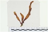 登錄號:A00006201藏品圖，第1張