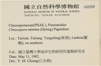 小毛孢藻, 小鹿角苔藏品圖，第2張