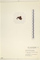 小毛孢藻, 小鹿角苔藏品圖，第3張