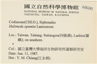 仙掌藻, 海仙人掌藏品圖，第2張