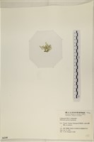 仙掌藻, 海仙人掌藏品圖，第3張