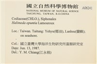 仙掌藻, 海仙人掌藏品圖，第2張