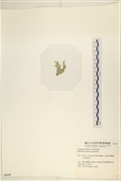 仙掌藻, 海仙人掌藏品圖，第3張