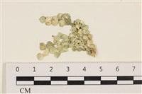 仙掌藻, 海仙人掌藏品圖，第1張