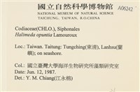 仙掌藻, 海仙人掌藏品圖，第2張