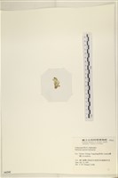 仙掌藻, 海仙人掌藏品圖，第3張