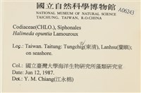 仙掌藻, 海仙人掌藏品圖，第2張