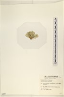 仙掌藻, 海仙人掌藏品圖，第3張