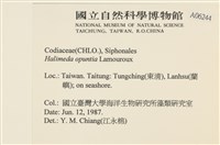 仙掌藻, 海仙人掌藏品圖，第2張