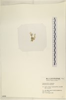 仙掌藻, 海仙人掌藏品圖，第3張