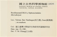 登錄號:A00006246藏品圖，第2張