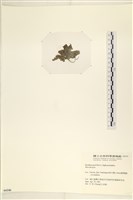 登錄號:A00006246藏品圖，第3張