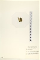 茶花石蓴, 牡丹菜藏品圖，第3張
