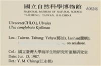 茶花石蓴, 牡丹菜藏品圖，第2張