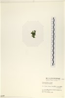 茶花石蓴, 牡丹菜藏品圖，第3張