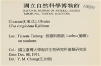 茶花石蓴, 牡丹菜藏品圖，第2張