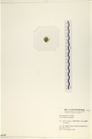 茶花石蓴, 牡丹菜藏品圖，第3張