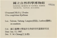 茶花石蓴, 牡丹菜藏品圖，第2張