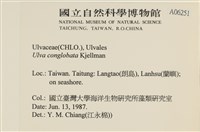 茶花石蓴, 牡丹菜藏品圖，第2張