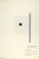 茶花石蓴, 牡丹菜藏品圖，第3張