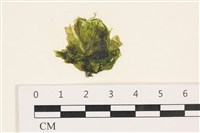 茶花石蓴, 牡丹菜藏品圖，第1張