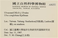 茶花石蓴, 牡丹菜藏品圖，第2張