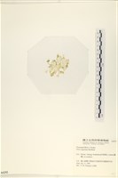 茶花石蓴, 牡丹菜藏品圖，第3張