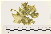 登錄號:A00006253藏品圖，第1張