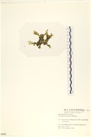 登錄號:A00006254藏品圖，第3張
