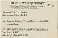 大石蓴, 石蓴藏品圖，第2張