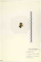 大石蓴, 石蓴藏品圖，第3張