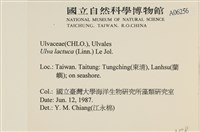 大石蓴, 石蓴藏品圖，第2張