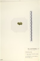 大石蓴, 石蓴藏品圖，第3張