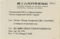 法囊藻藏品圖，第2張