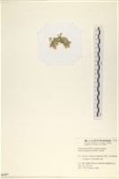 法囊藻藏品圖，第3張